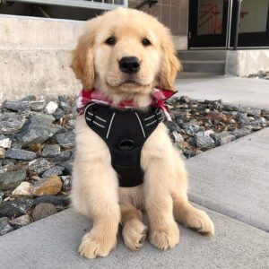 Rabbitgoo-Arnes-perro-grande-mediano-y-pequeno